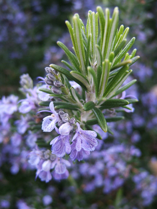 Rosemary which can be infused in hot water for drinking